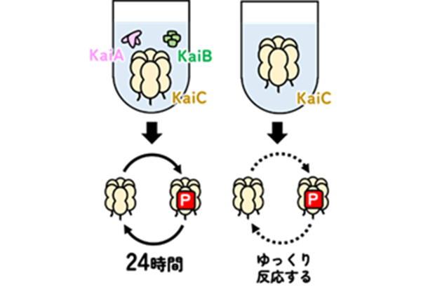 図1時計タンパク質KaiCのリン酸化と脱リン酸化、Pはリン酸を表す
