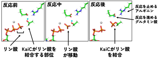 図2計算機上で再現した、リン酸の移動と時計タンパク質KaiCへの結合の様子
