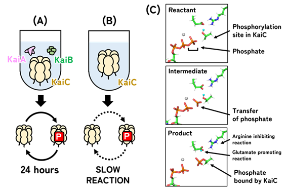 Visualization of phosphorylation in KaiC