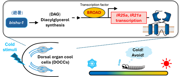 Keep the cool feeling: a lipid enzyme for maintaining cool temperature sensation and avoidance