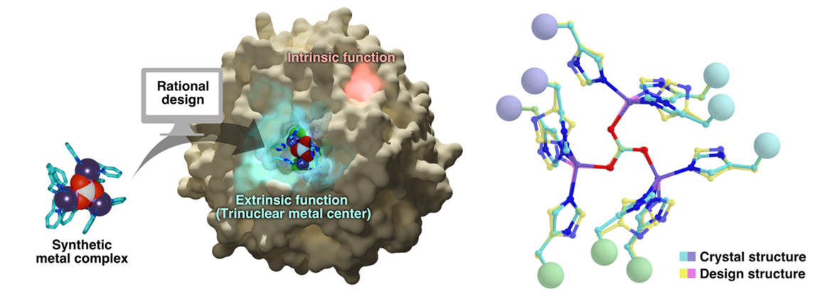 Designer enzyme