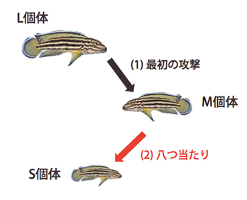 図１ レガニにおける八つ当たり行動。L個体がM個体を攻撃した直後に、M個体がS個体を攻撃する。クレジット：総合研究大学院大学