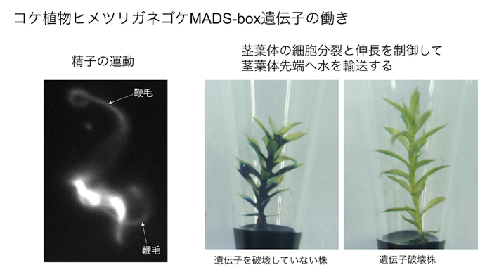 図１ コケ植物ヒメツリガネゴケMADS-box遺伝子は精子の運動と、茎葉体の細胞分裂と伸長を制御して茎葉体先端への水輸送の機能を持っていた。