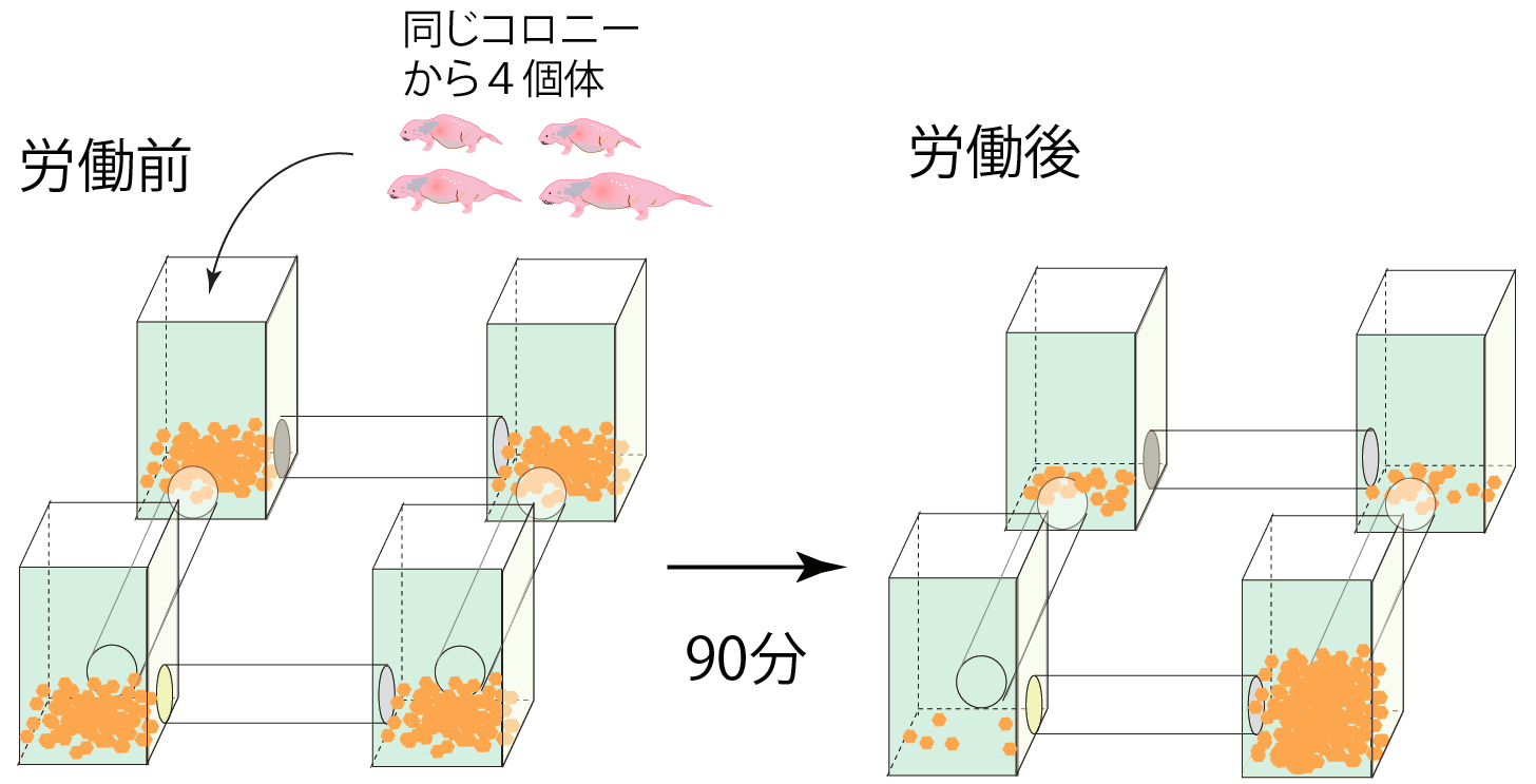 ハダカネズミ_Fig2.png