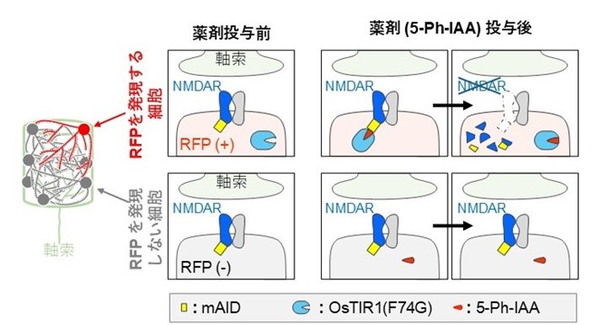 図2:今回用いた方法