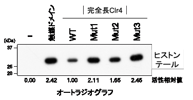 図２