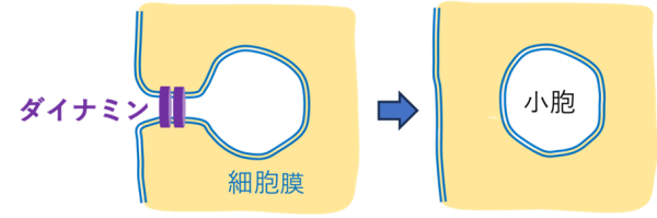 図１