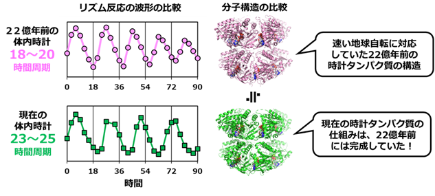 図2最古の時計タンパク質と現在の時計タンパク質のリズムとかたち