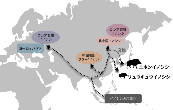 図