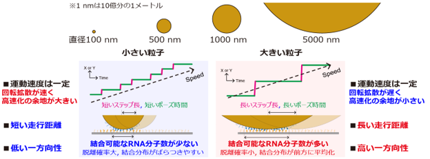 図3　モーターの粒子径と運動性能の関係のまとめ