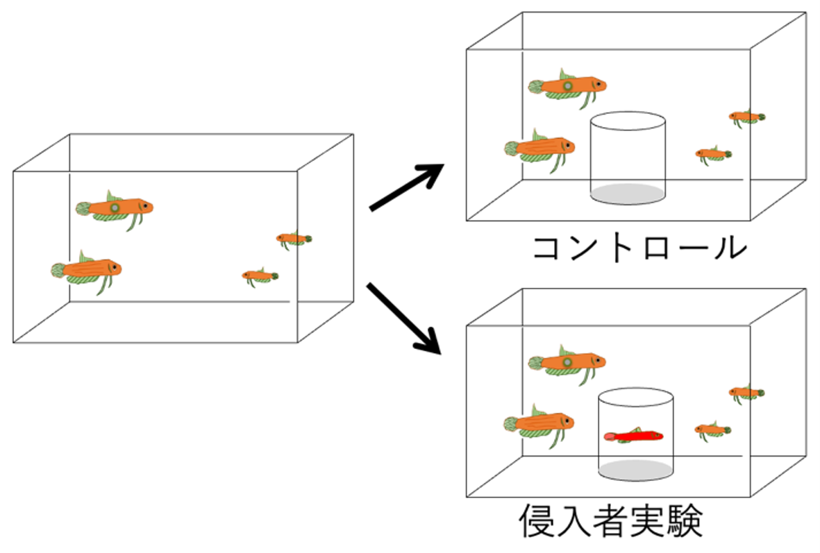 図２　侵入者実験の概要図。家族群（左）に対して、透明な円筒状のプラスチックケースに入れた他種を提示し（右上）、それぞれの個体が侵入者を何回攻撃したかを記録した。コントロール（対照実験）として、ケースのみを水槽に入れる実験も行った（右下）。