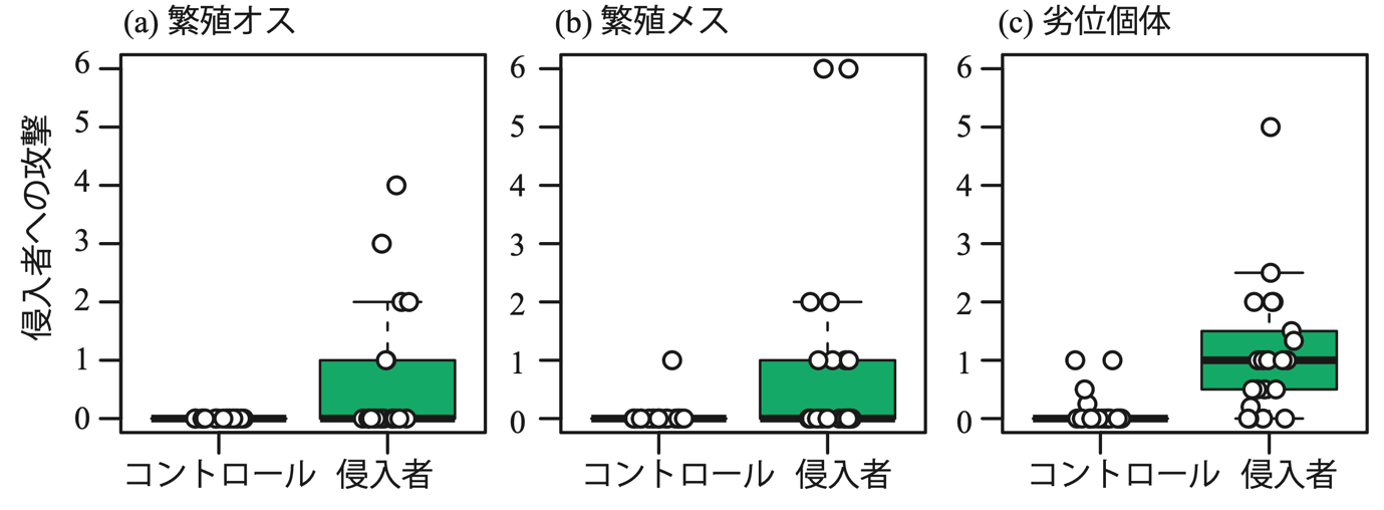 図３　繁殖オス、繁殖メス、劣位個体が、ケースに入った侵入者、またはケースを攻撃した回数を箱ひげ図とデータ分布で示す