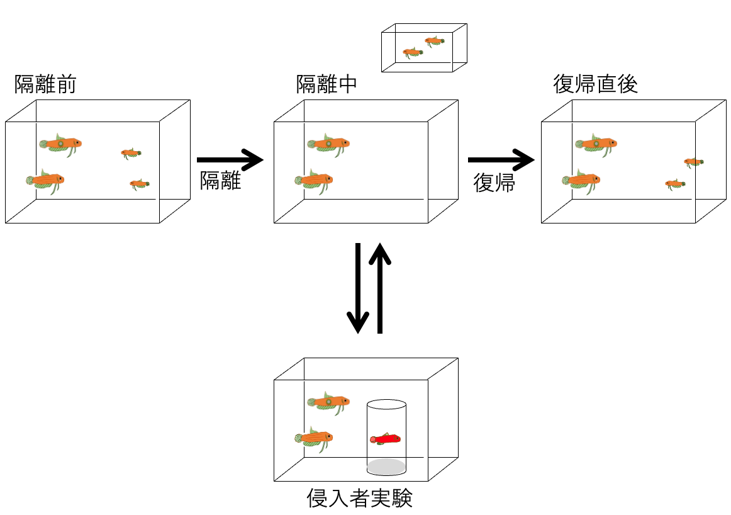 図４　劣位個体の隔離実験の概要。家族群から劣位個体を別水槽に隔離し、その状態で侵入者を提示する実験を行った。その後、およそ１週間後に劣位個体を群れに戻した。