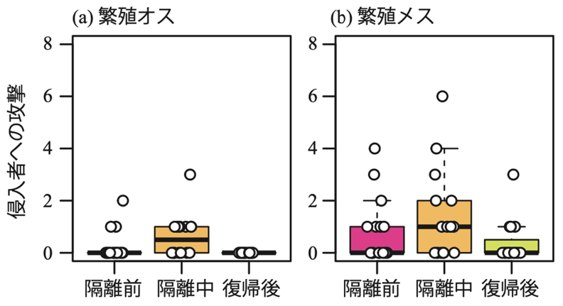 図５　劣位個体を隔離した期間中の繁殖オス（左）、繁殖メス（右）の侵入者への攻撃頻度の比較。劣位個体が不在の間（隔離中）、繁殖個体は侵入者への攻撃頻度を上昇させた。また、劣位個体を水槽に戻した後（復帰後）には、繁殖個体の攻撃頻度は減少した。箱ひげ図の詳細については、図４の説明を参照のこと。