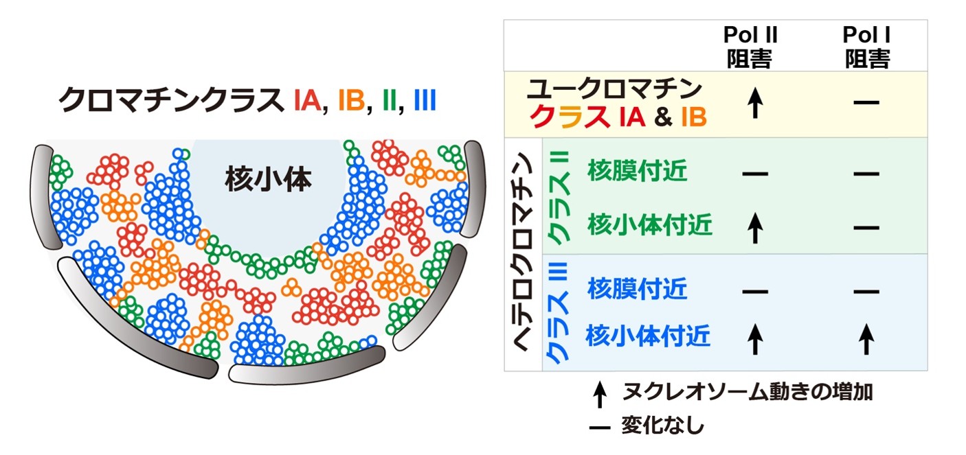 図2：RNAポリメラーゼIとIIによるクロマチン運動の異なる制御