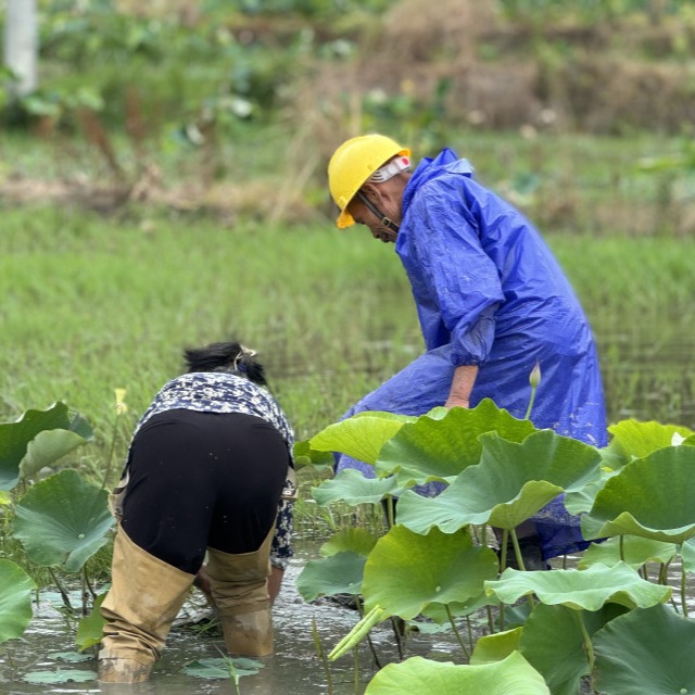 Workers engaged in weeding in a lotus field.(Hunan Province, China,2024/photo by LIUDAN)