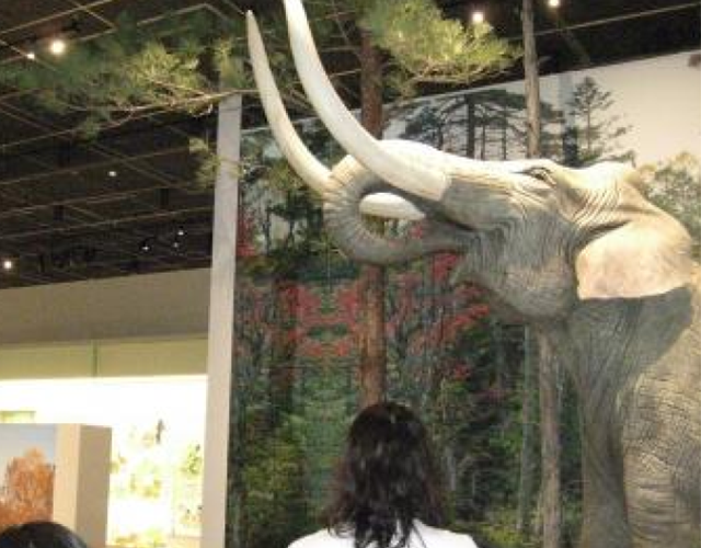 【講義風景】第１展示室「ナウマンゾウ」前