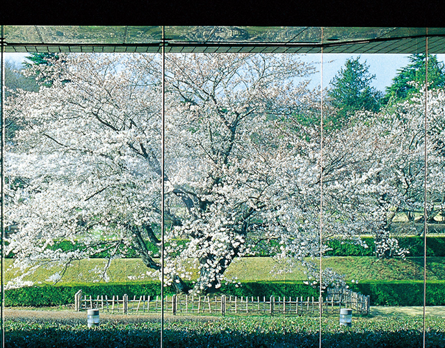 「歴博桜屏風」