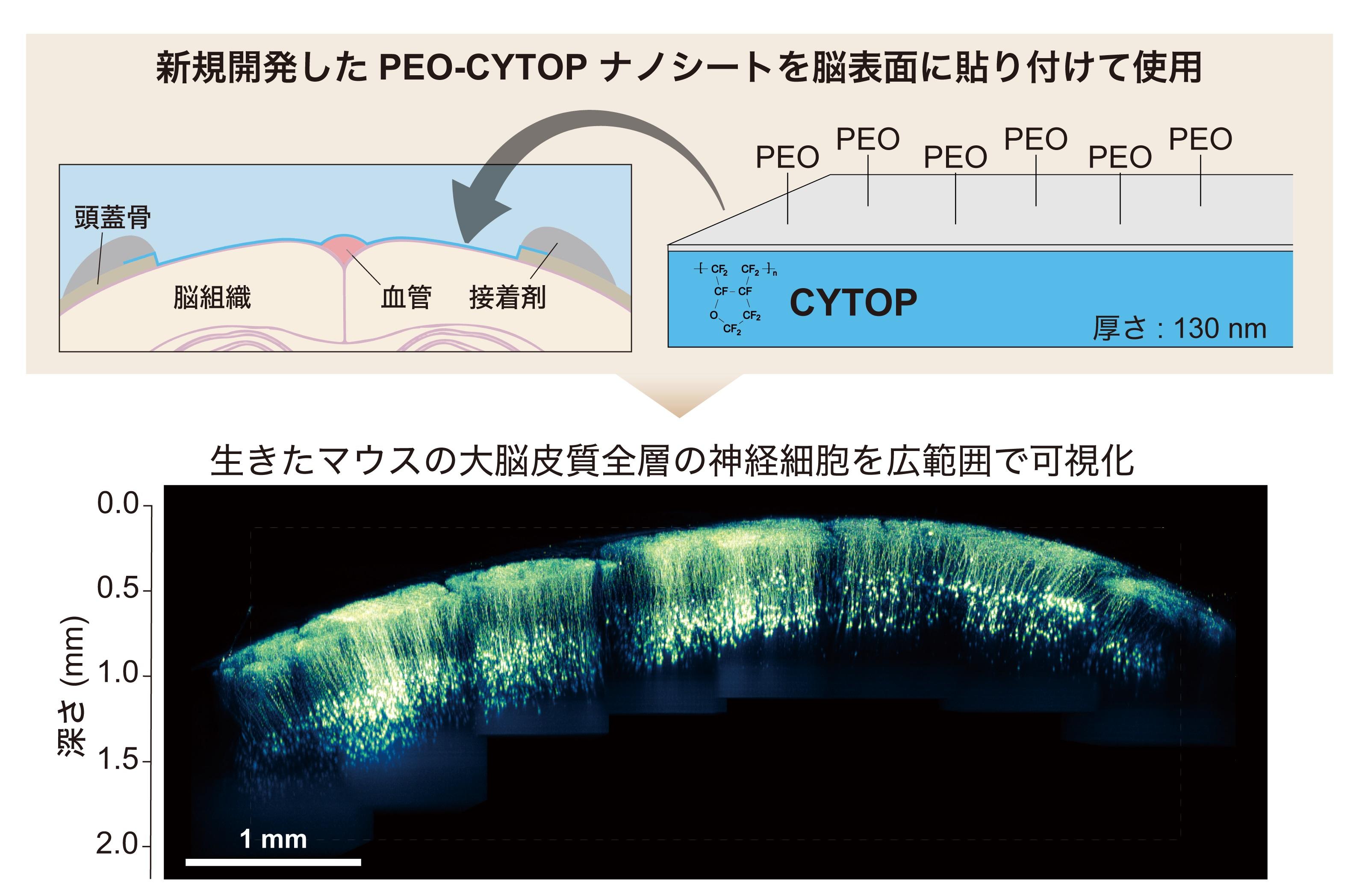 Takahashi_scheme_2020.jpg